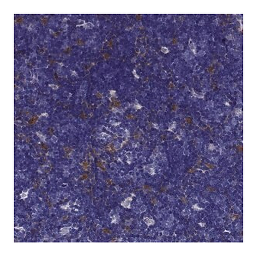 Merck Anti-CCR8 antibody produced in rabbit