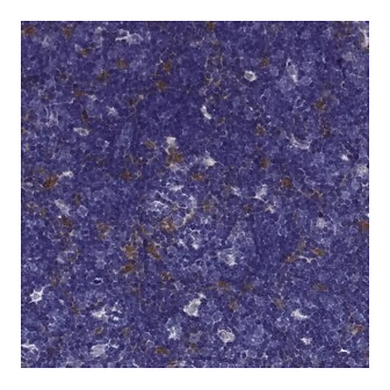Merck Anti-CCR8 antibody produced in rabbit