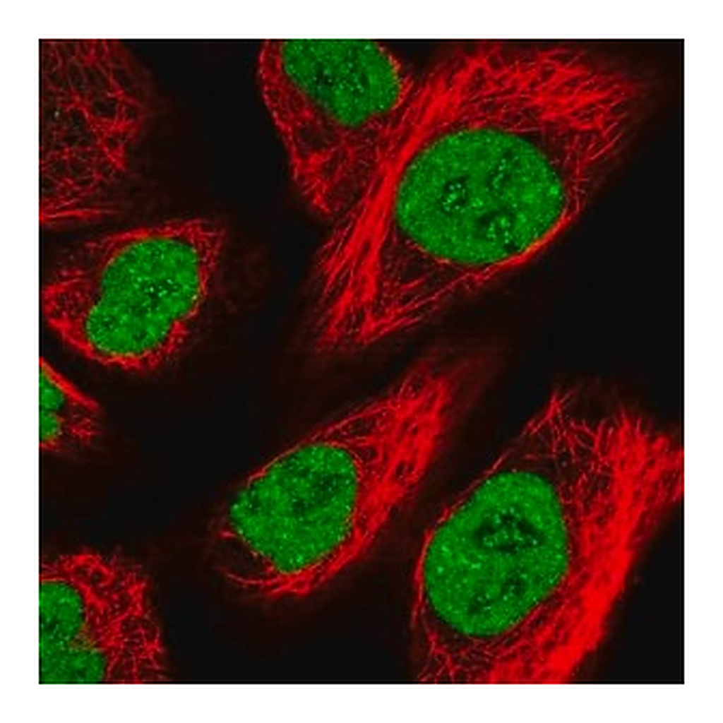 Merck Anti-ZFHX4 antibody produced in rabbit