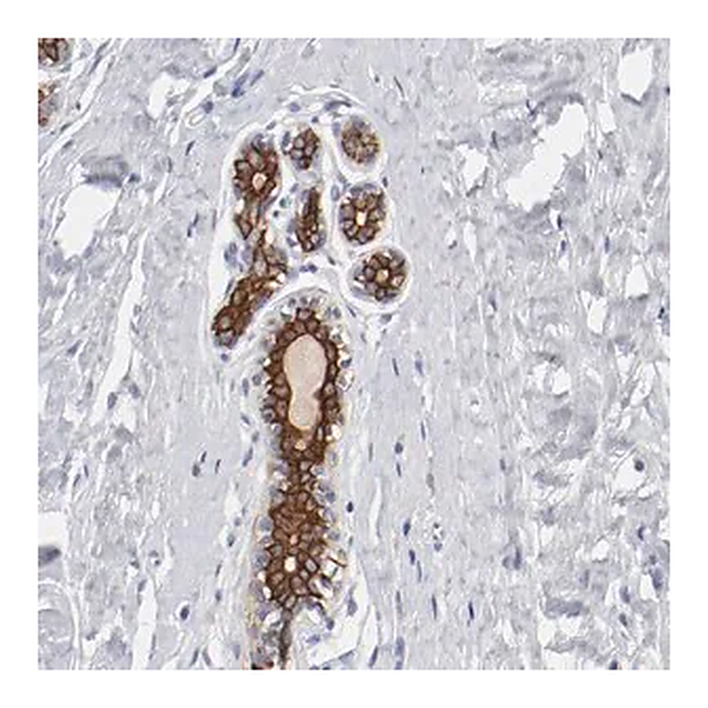 Merck Anti-TSPAN6 antibody produced in rabbit