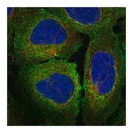 Merck Anti-MERTK antibody produced in rabbit