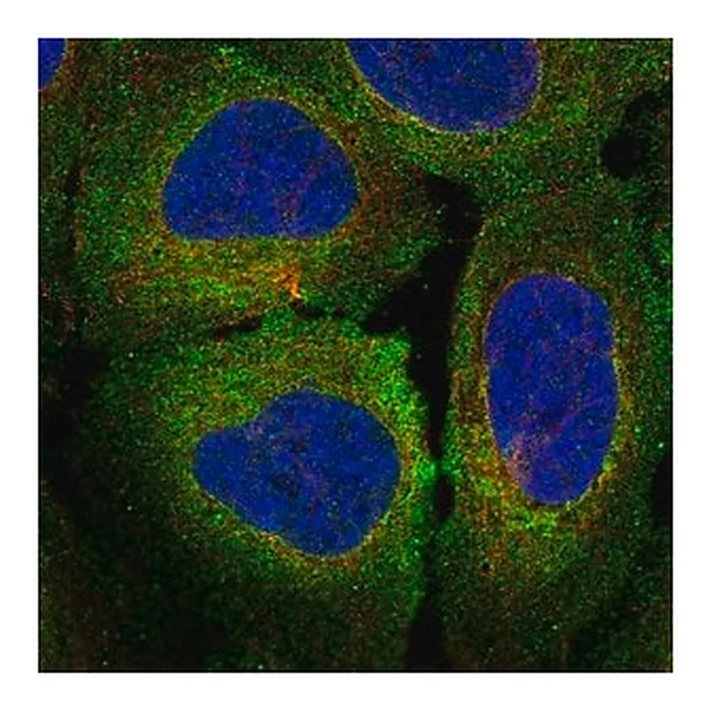 Merck Anti-MERTK antibody produced in rabbit