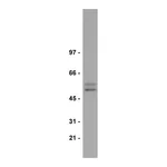 Merck Anti-Smad2/3 Antibody