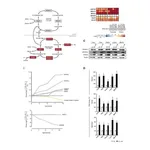 Merck Anti-VDAC1 Antibody, clone N152B/23