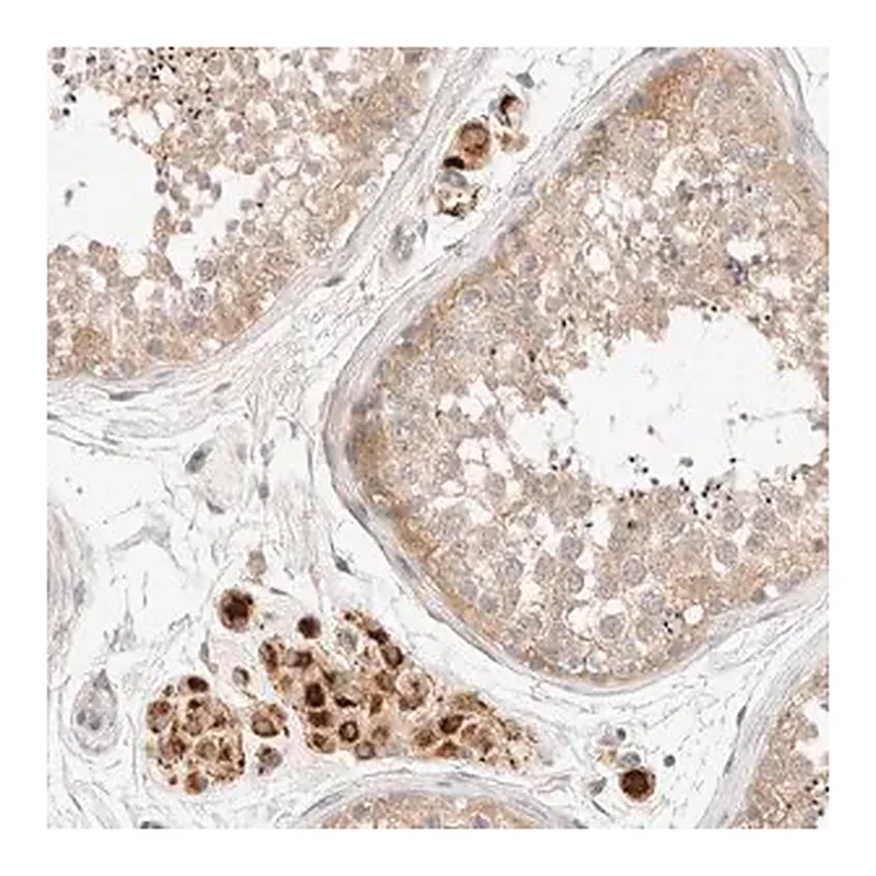 Merck Anti-SARM1 antibody produced in rabbit