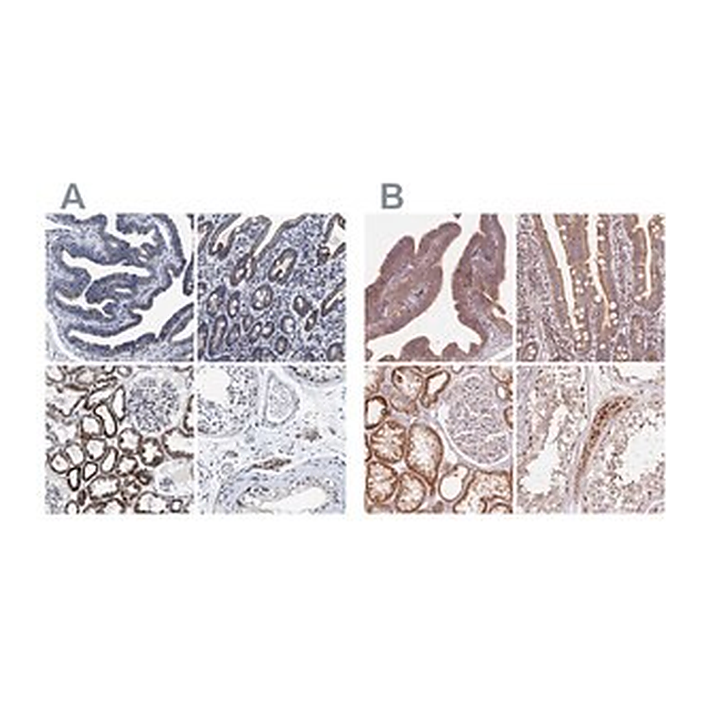 Merck Anti-HINT2 antibody produced in rabbit