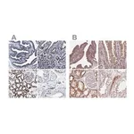 Merck Anti-HINT2 antibody produced in rabbit
