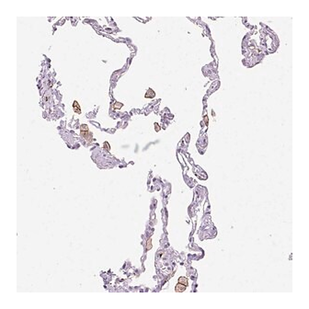 Merck Anti-SIGLEC1 antibody produced in rabbit