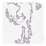 Merck Anti-SIGLEC1 antibody produced in rabbit