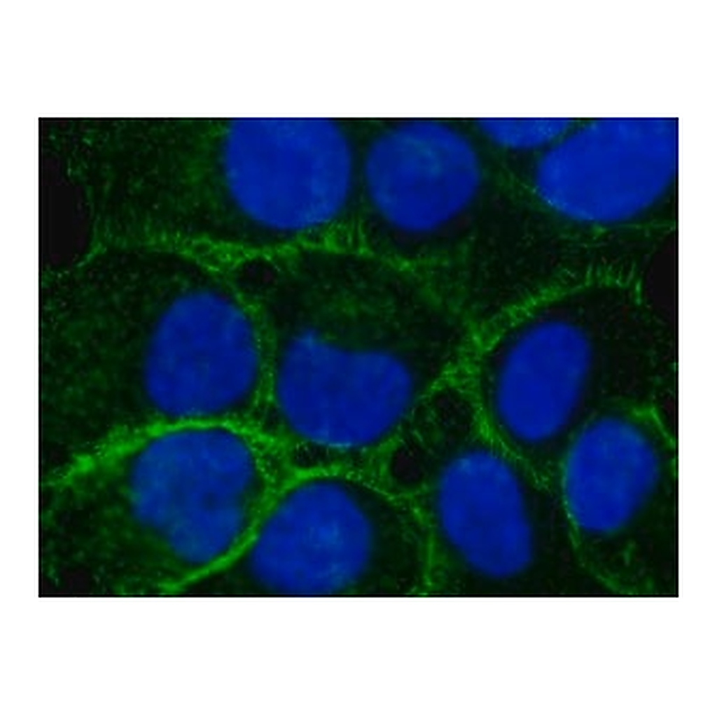 Merck Anti-Ezrin antibody, Mouse monoclonal