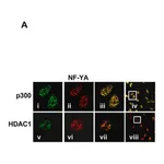 Merck Anti-Histone Deacetylase 1 (HDAC1) antibody produced in rabbit