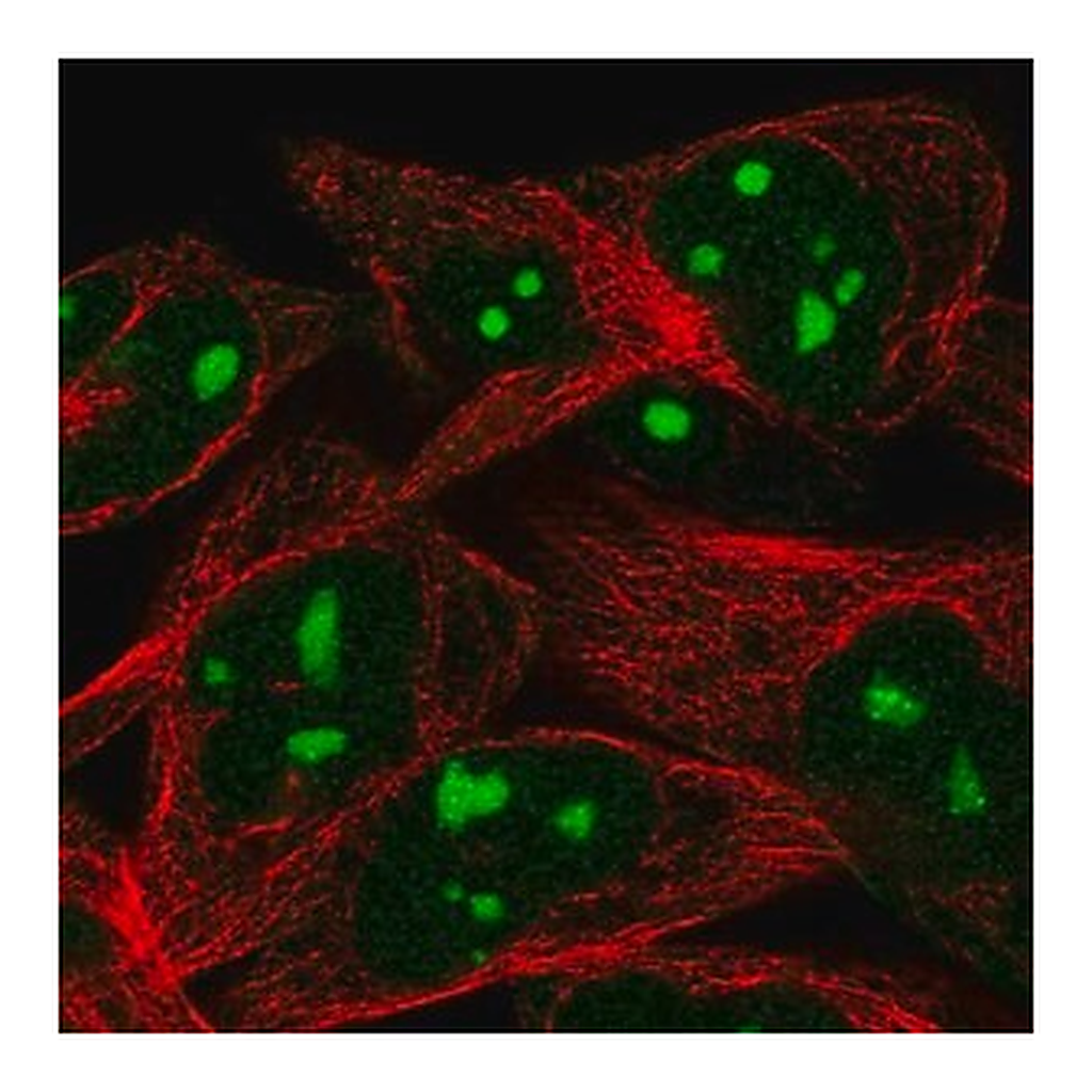 Merck Anti-WEE1 antibody produced in rabbit