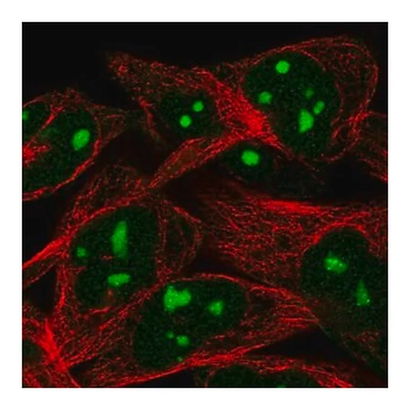 Merck Anti-WEE1 antibody produced in rabbit