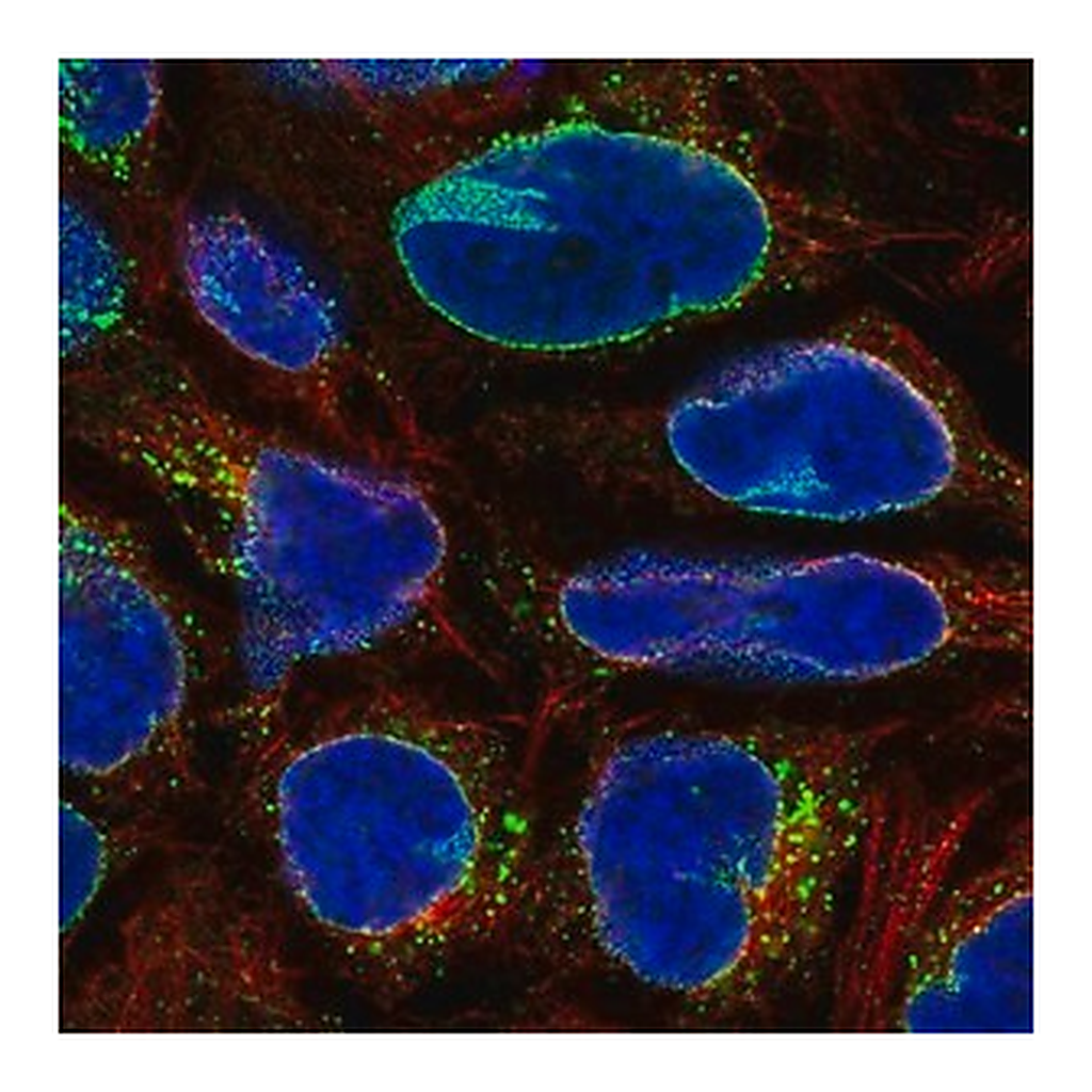 Merck Anti-RANBP2 antibody produced in rabbit