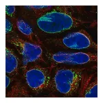 Merck Anti-RANBP2 antibody produced in rabbit