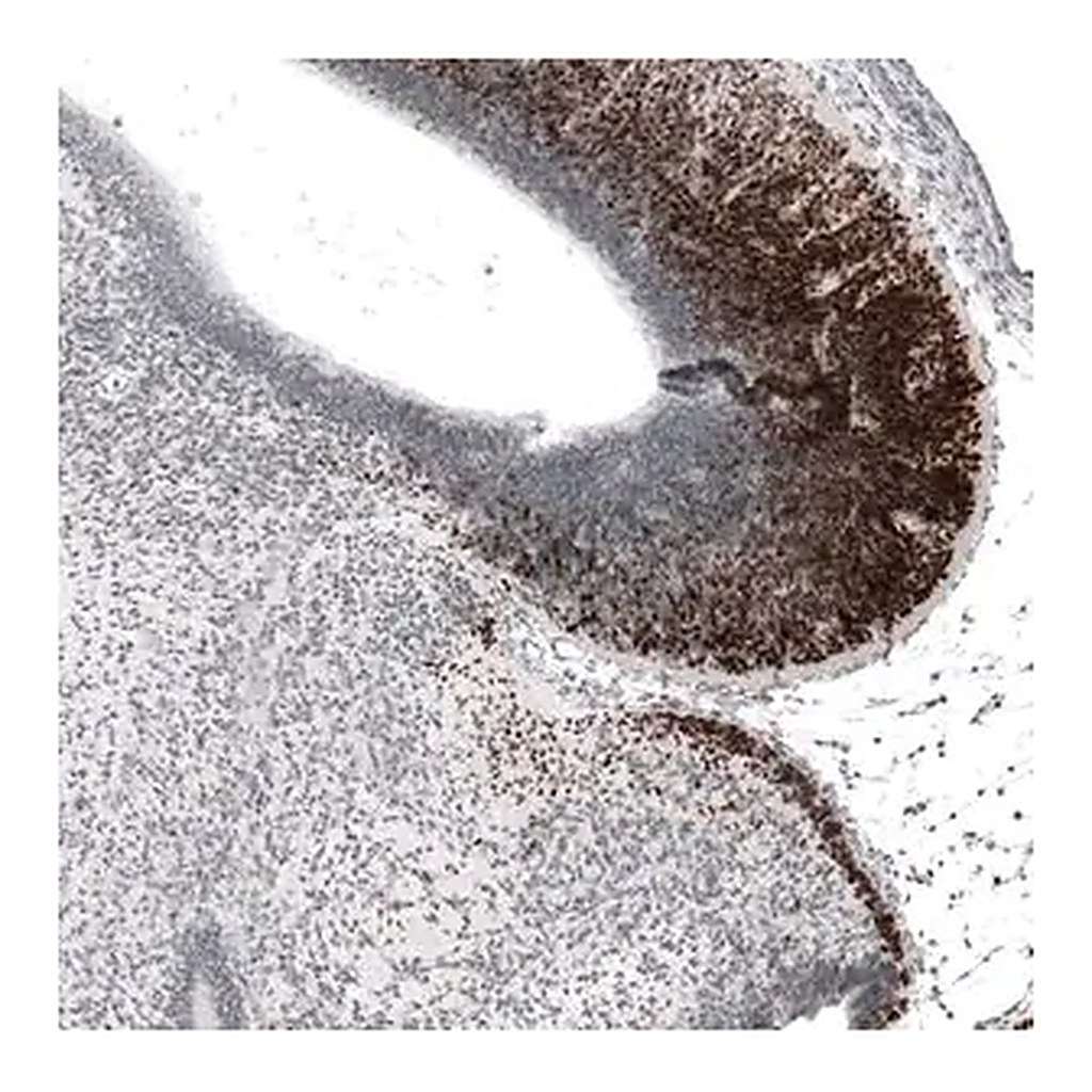 Merck Anti-BARHL1 antibody produced in rabbit