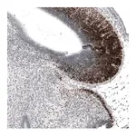 Merck Anti-BARHL1 antibody produced in rabbit
