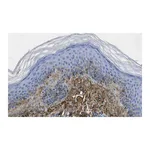Merck Anti-Glycosaminoglycan Antibody, skin specific Antibody, clone PG-4