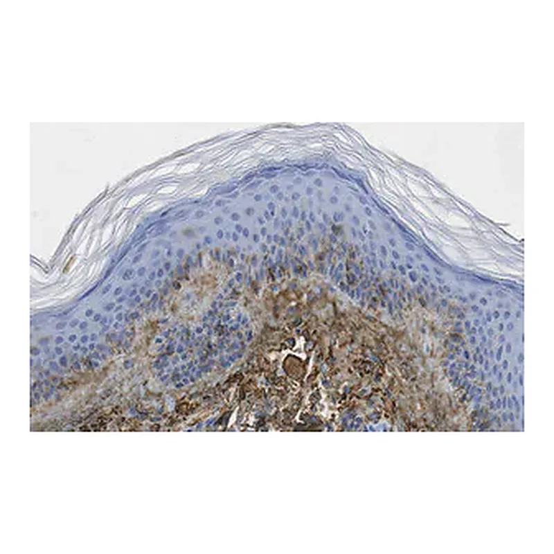 Merck Anti-Glycosaminoglycan Antibody, skin specific Antibody, clone PG-4