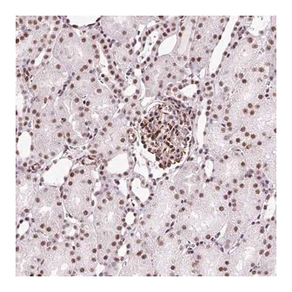 Merck Anti-LUC7L2 antibody produced in rabbit