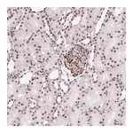 Merck Anti-LUC7L2 antibody produced in rabbit