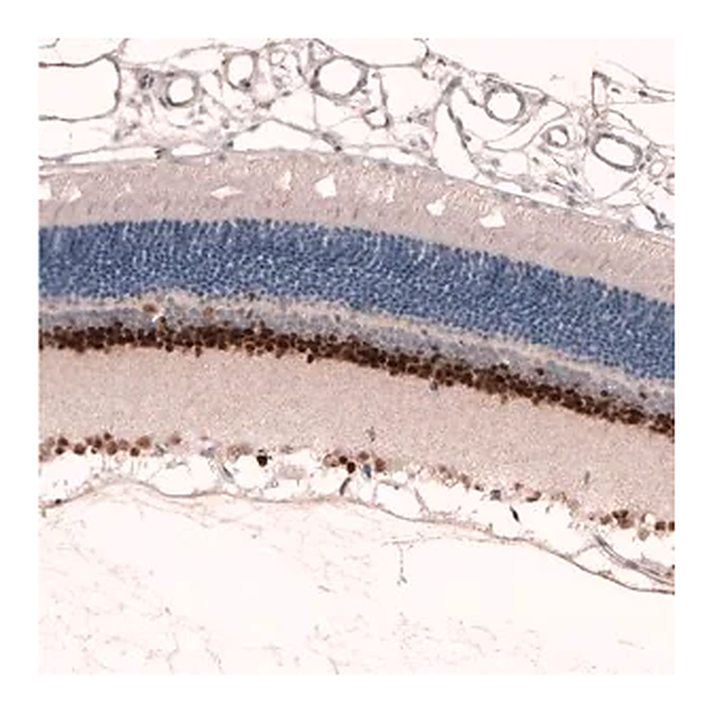 Merck Monoclonal Anti-PAX6 antibody produced in mouse