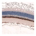 Merck Monoclonal Anti-PAX6 antibody produced in mouse