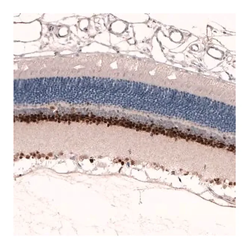 Merck Monoclonal Anti-PAX6 antibody produced in mouse