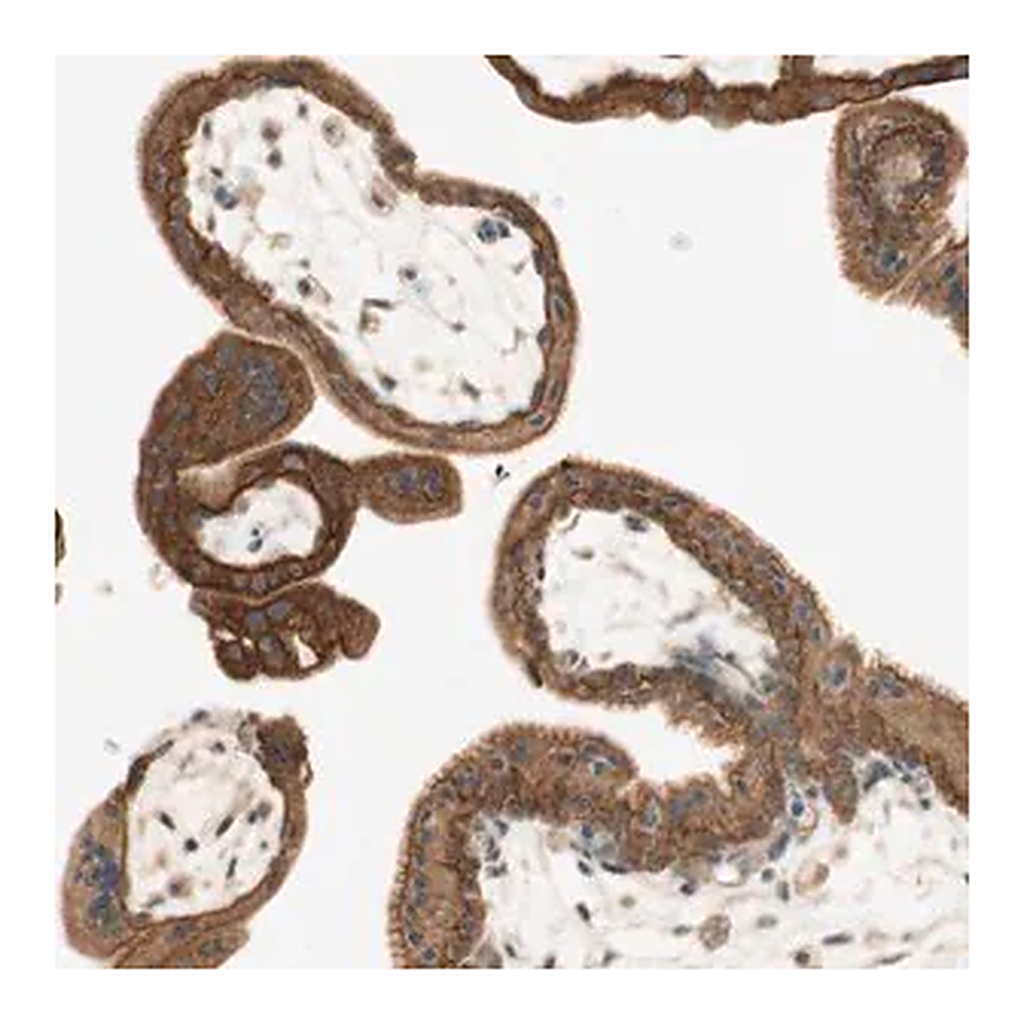 Merck Anti-SPINT2 antibody produced in rabbit