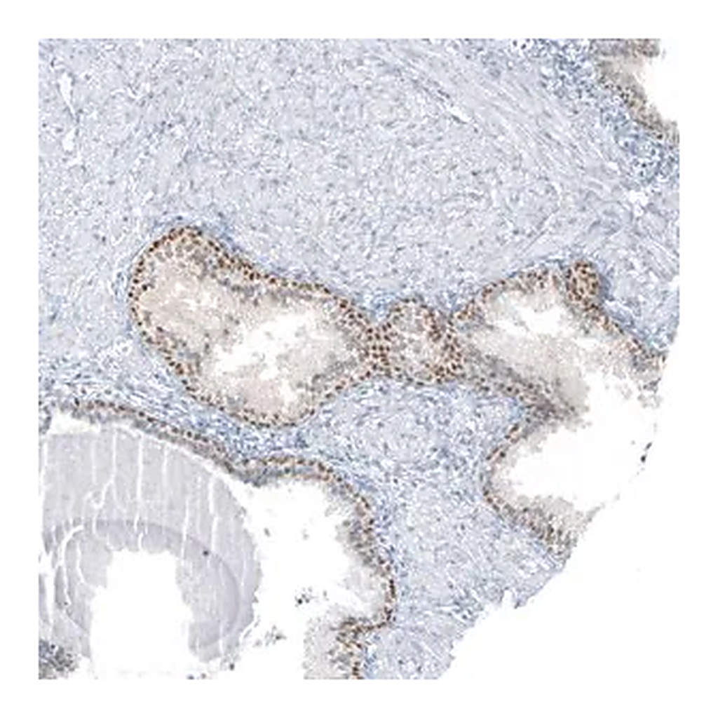 Merck Anti-SP8 antibody produced in rabbit