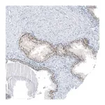 Merck Anti-SP8 antibody produced in rabbit