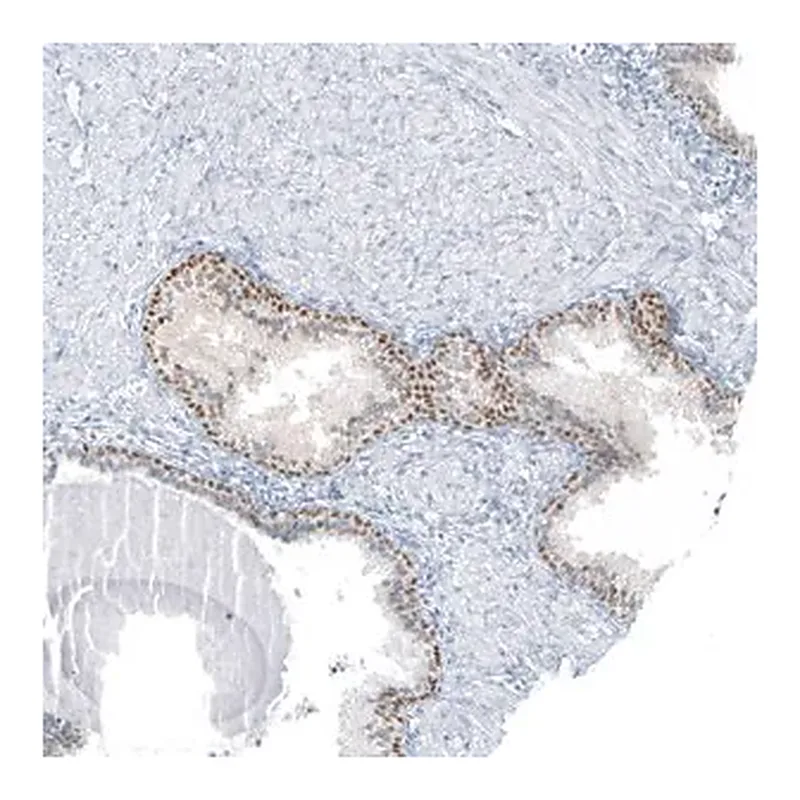 Merck Anti-SP8 antibody produced in rabbit