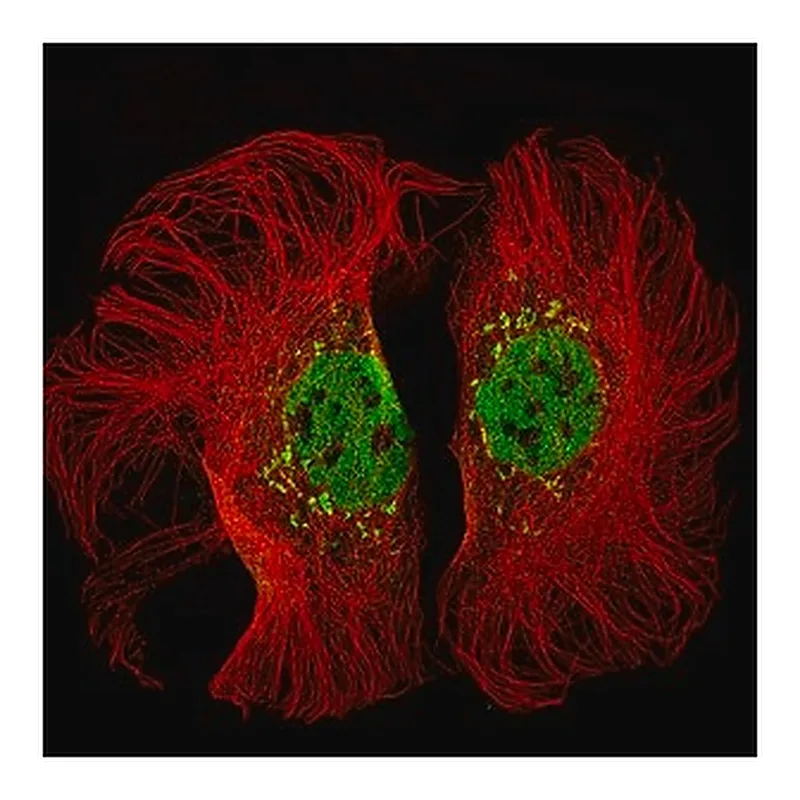 Merck Monoclonal Anti-KMT2D antibody produced in mouse
