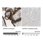 Merck Anti-ENTPD1 antibody produced in rabbit