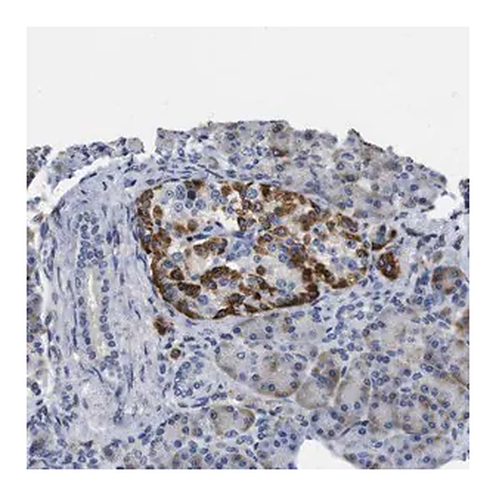 Merck Anti-VIP antibody produced in rabbit