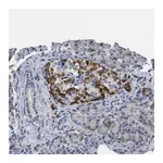 Merck Anti-VIP antibody produced in rabbit