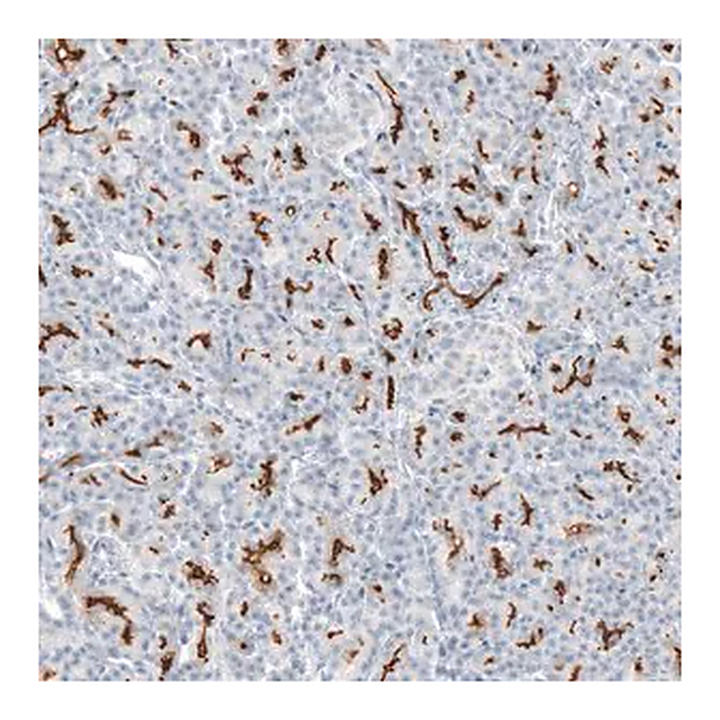 Merck Anti-CFTR antibody produced in rabbit