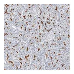 Merck Anti-CFTR antibody produced in rabbit