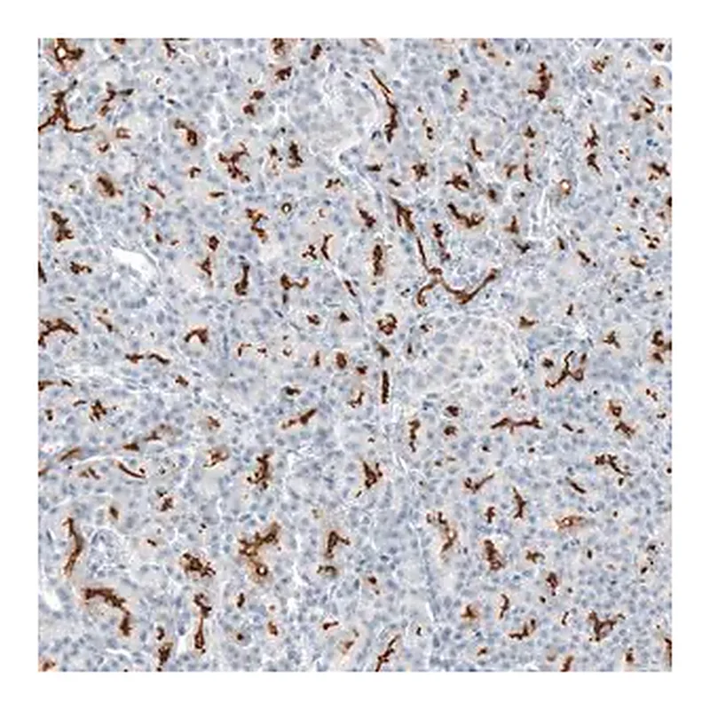 Merck Anti-CFTR antibody produced in rabbit