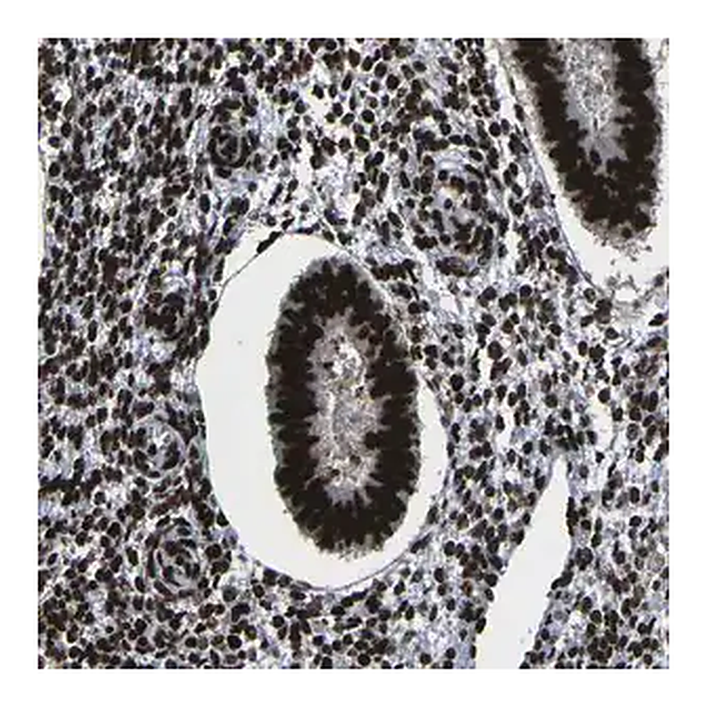 Merck Anti-NPM1 antibody produced in rabbit