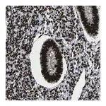 Merck Anti-NPM1 antibody produced in rabbit