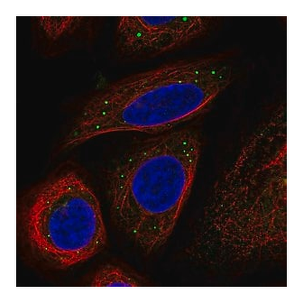 Merck Anti-BRAF antibody produced in rabbit