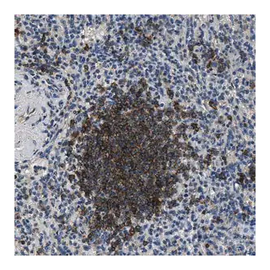 Merck Anti-SALL3 antibody produced in rabbit