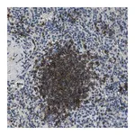Merck Anti-SALL3 antibody produced in rabbit
