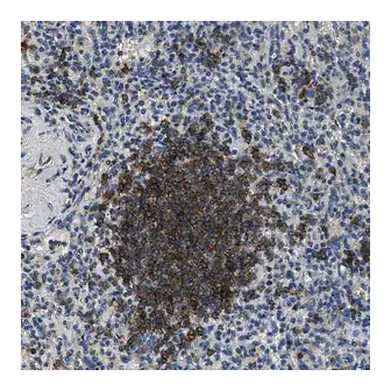 Merck Anti-SALL3 antibody produced in rabbit