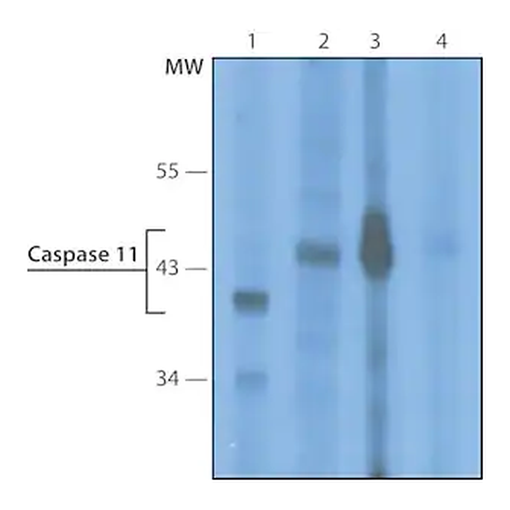 Merck Monoclonal Anti-Caspase 11 antibody produced in rat