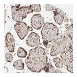 Merck Anti-TNRC18 antibody produced in rabbit