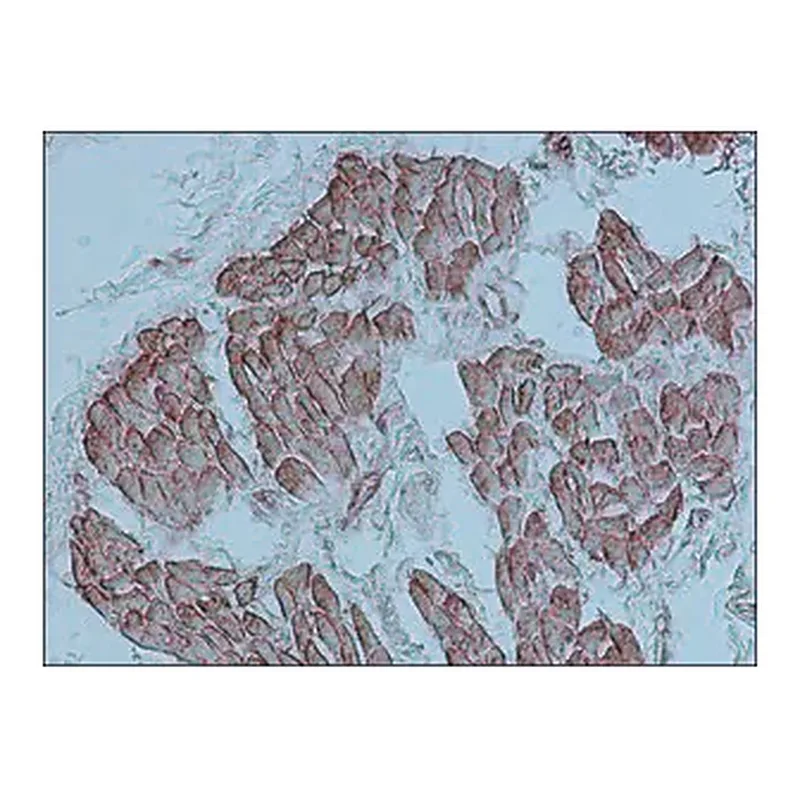 Merck Anti-Actin (α-Sarcomeric) antibody, Mouse monoclonal