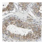 Merck Anti-RHBDD1 antibody produced in rabbit