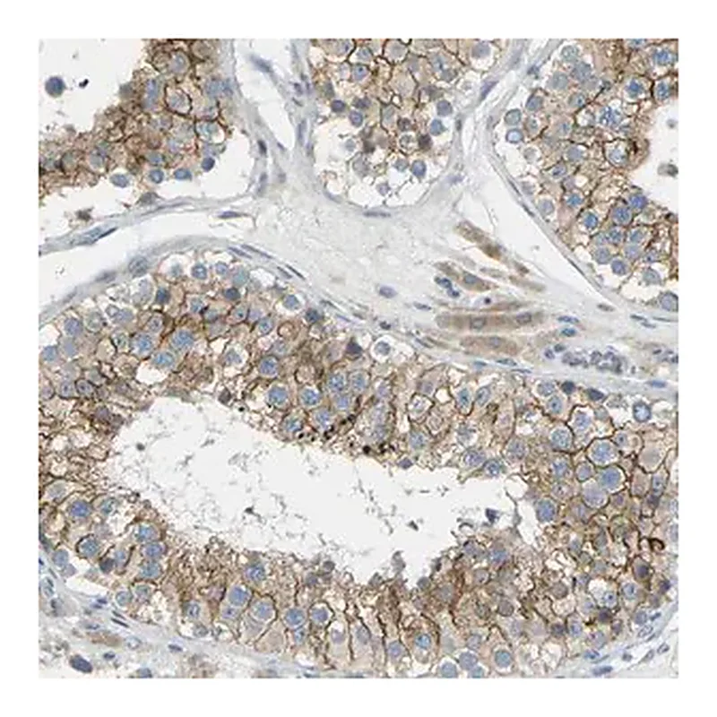 Merck Anti-RHBDD1 antibody produced in rabbit